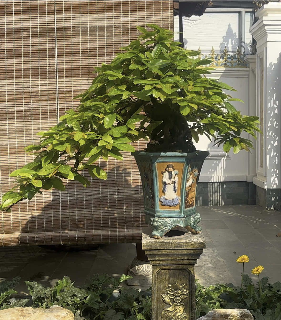 Cúc đón bình minh !#maibonsai0209❤️maimini❤️ 