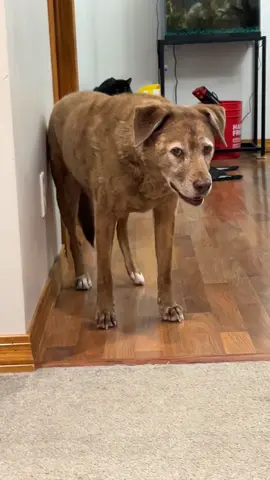 Why did he understand me and get offended 😭 #fyp #foryou #dogsoftiktok #seniordog #oldman 