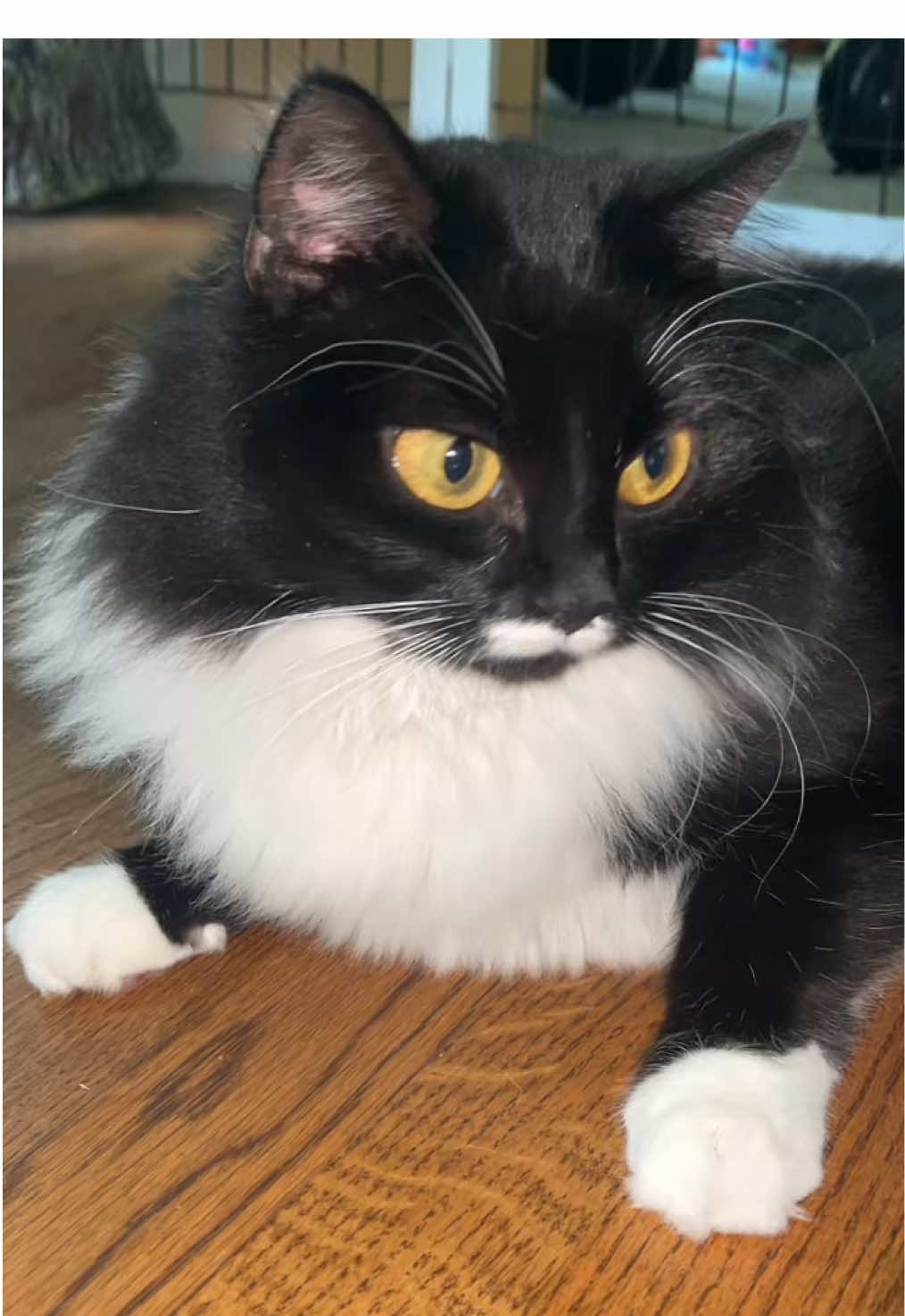 Close ups #catsoftiktok 