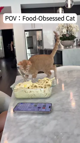 Greedy Cat #cat #catsoftiktok #catlover #usa🇺🇸