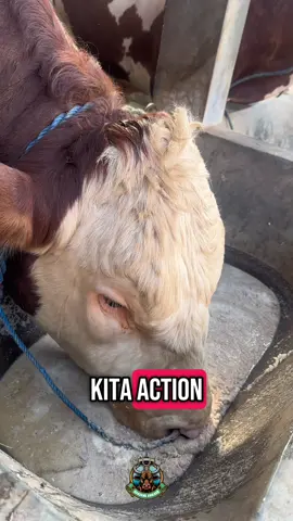 Peternak Muda Kandang Amanah #peternakmuda #peternaksapi #kandangamanah #grobogan #viral #fyppppppppppppppppppppppp @AbkKandangAmanah @ARIES W.K.W.K.W.K @kandang_madu 
