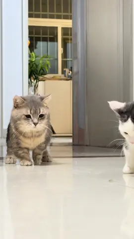 #funnyvideos #kittycat #cute #pet #cat #funny 