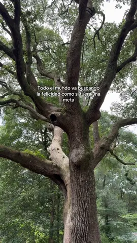 🍃 #paratiiiiiiiiiiiiiiiiiiiiiiiiiiiiiii #nature #universo #manifesting #destacame #hazmeviral #contenido #frasess #fypviral #voice #fypシ゚ #fypviral 