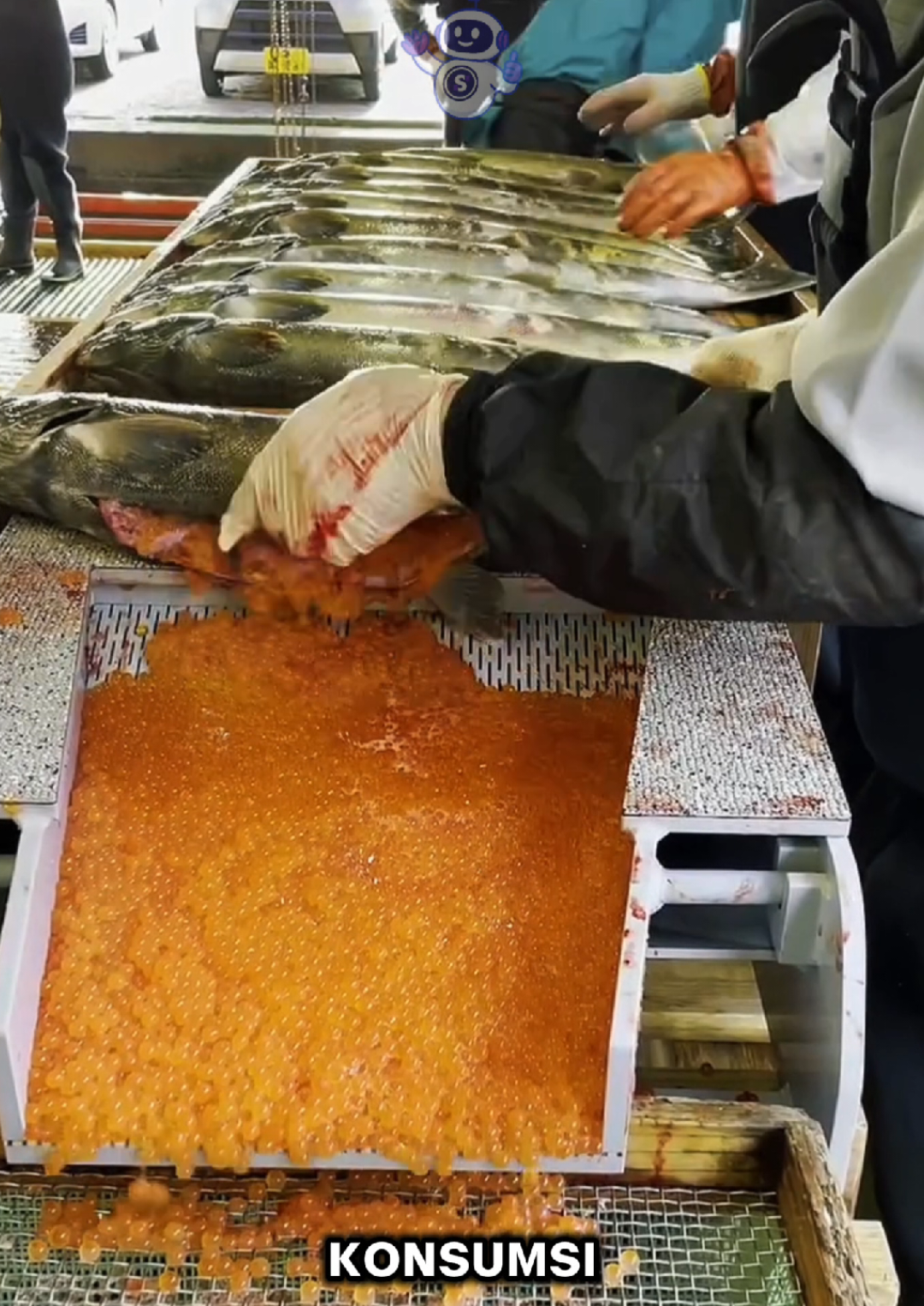 proses pengambilan Ikura (telur ikan salmon) #fyp #creatorsearchinsights 