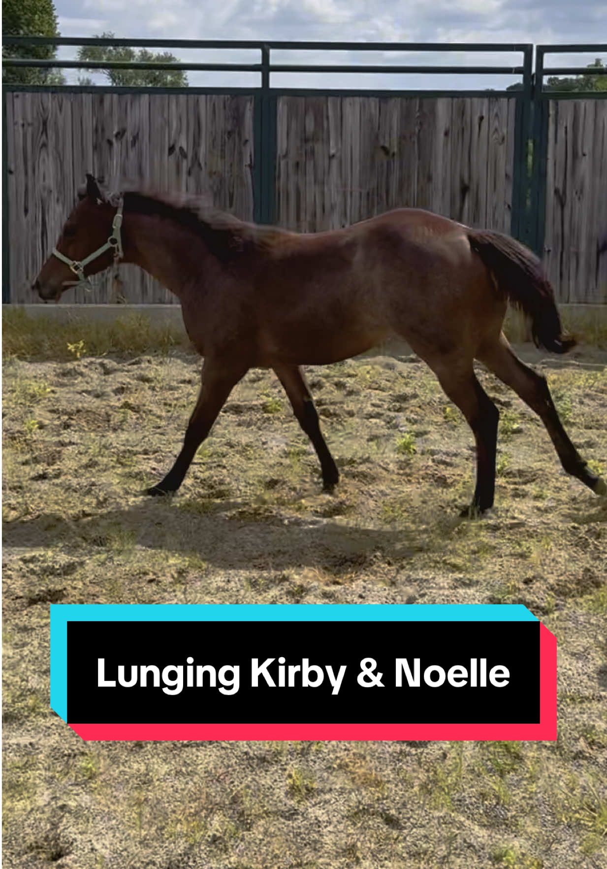 Let’s Lunge Kirby & Noelle!🐴💕 #weanling #mareandfoal #redroan #bayroan #aqhafilly #foalsoftiktok #foalsof2025 