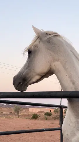 #ماشاءالله #خيل #الجوهرة#تصويري📸 