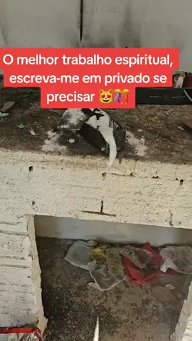 Bem-vindo à minha página do Tik Tok, Augusto pai espírita, mágico, visionário. Mesmo nas situações mais complicadas, ofereço rituais para resolver problemas e levar alegria aos casais separados ou em dificuldades.      (Retorno de carinho, proteção, encanto romântico, trabalho, vida financeira, bloqueio, você quer fazer um trabalho para brilhar sua estrela para aumentar sua sorte,....) Se você tiver interesse, me diga como posso te ajudar a dar você soluções para seus vários problemas.  Bênçãos sejam 🙏❤#tarotreading #tarot #coimbra #medium #lisbonne #portugal🇵🇹 #amor #axé #portugal #visão #mariapandilha #paixão #unbanda #orixias #makumba #exu #amorosa #espiritualidad #mariapandilha 