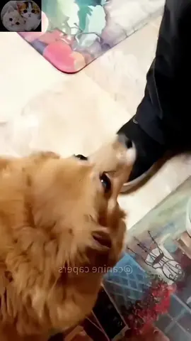 funny animals #fyp #PetsOfTikTok #funnyanimals #animals #cute #foryou 