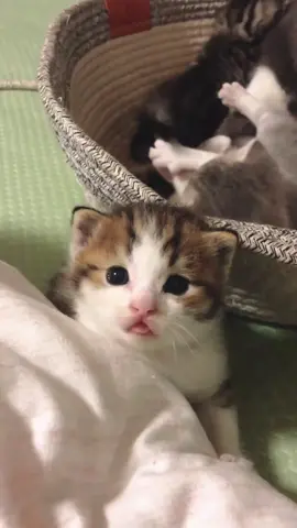 😛#cute #cat #kitten #catlover #catbaby #catsoftiktok 