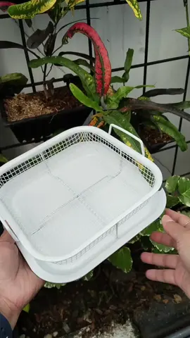 Alat peniris minyak gorengan tahan panas bahan carbon steel dengan ceramic coating bisa juga utk panggangan roti #penirisminyak #stainlesssteel #perlengkapandapur 