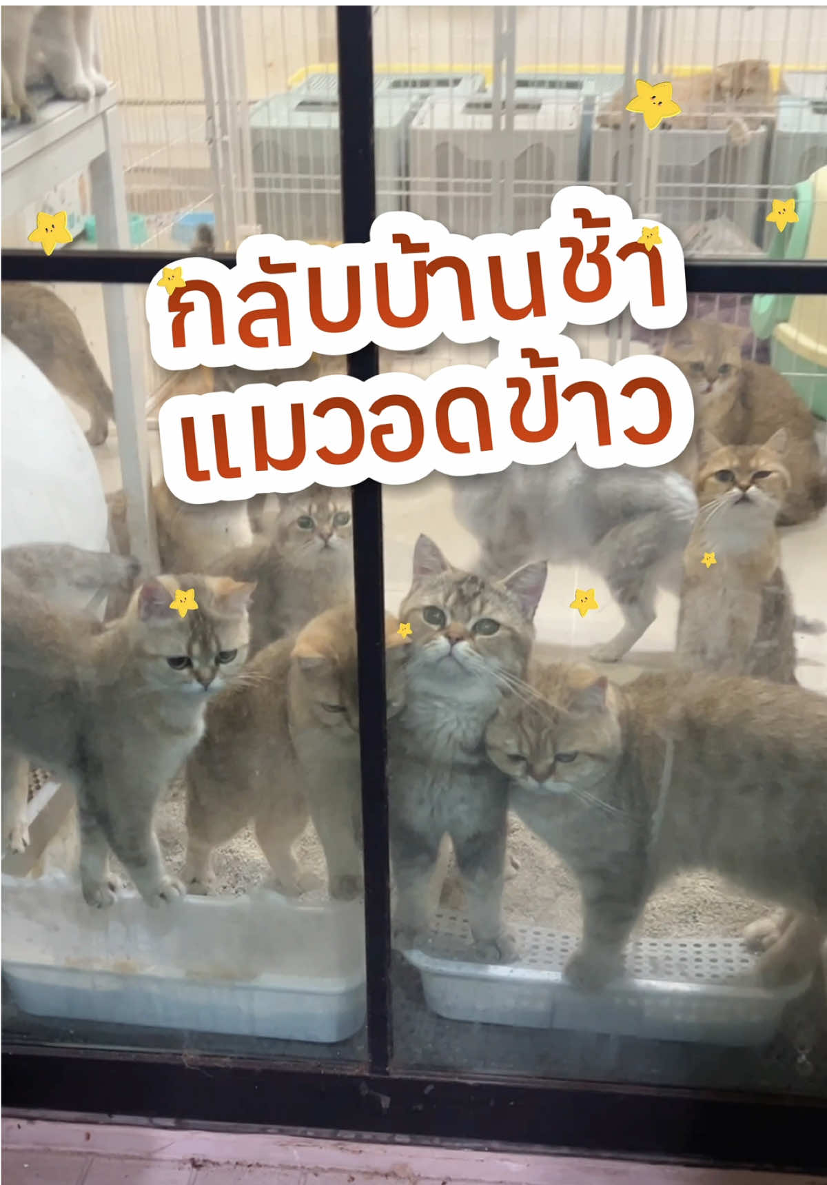 ไม่ว่าอยู่ที่ไหน…ก็ให้อาหารน้องแมวได้ ง่ายๆผ่านมือถือ ด้วยเครื่องให้อาหารอัตโนมัติ มีกล้องให้สำหรับดูเวลาน้องทาน มีลำโพงเอาไว้คุยกับน้องได้ แถมตั้งเวลาให้ได้อีกต่างหาก แบบนี้ทาสอย่างเราก็หนีเที่ยวได้แล้ว เย้ ใครสนใจก็จิ้มได้เลย บอกเลยว่าคุ้มมาก ทำไมพึ่งเจอ 🐈❤️😻🏡 #verytodz #แมว #แมวน่ารัก #เครื่องให้อาหารอัตโนมัติ #เครื่องให้อาหารอัตโนแมว #ทาสแมว #อุปกรณ์แมว #ทาสแมวมือใหม่ 