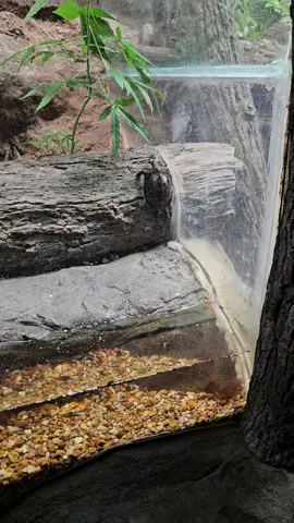 I genuinely wasn't expecting to see this display of perseverance at the North Carolina Zoo, but I'm glad I did. #northcarolinazoo #nczoo #turtlepower #willpower #youcandoit 