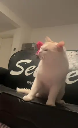 他是不是骂人呢？？？#猫咪 #搞笑 #哈哈哈 