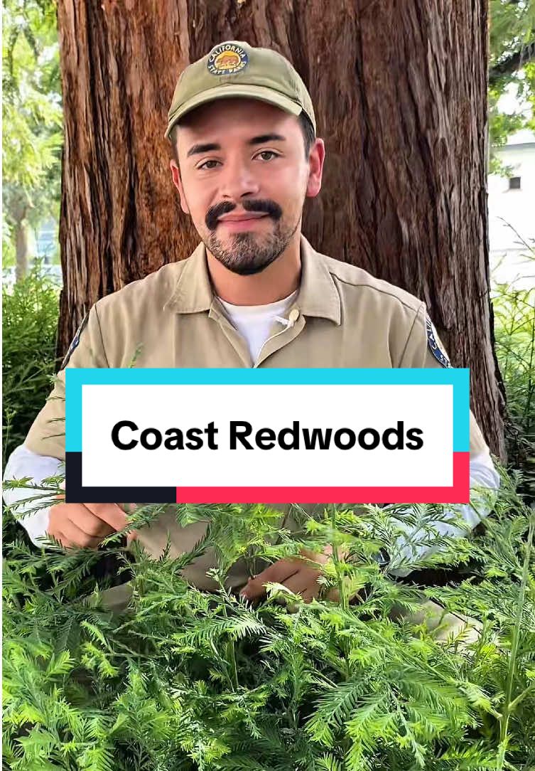 If you visit the park grounds of the CA State Indian Museum and Sutter’s Fort State Historic Park in Sacramento, you’ll see a variety of trees native to California. In this edition of Mark in the Park, Mark discusses some of the oldest trees on our park grounds, Coast Redwoods (Sequoia sempervirens), which were planted in 1904 as part of the McLaren landscaping plan for our park grounds. He also discussed how these trees can thrive in Sacramento, a completely different climate than where they traditionally grow. #suttersfort #stateindianmuseum #castateparks #sacramento #redwood #redwoods #History #museum #sactiktok 