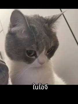 #CapCut 