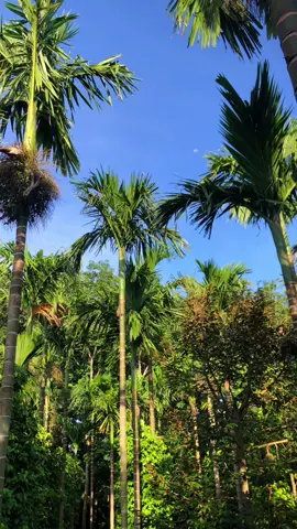 bình yên ✌️#CapCut 