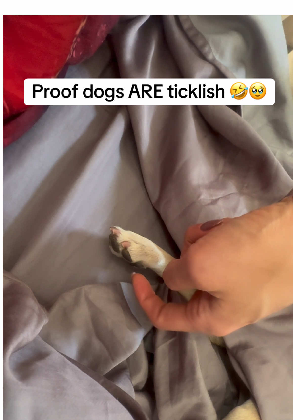 #littlefoot #paws #babypaws #dogpaw #ticklishfeet👣😂 #ticklishdog #ticklish proof dogs ARE Ticklish I never knew until now. 🤔  it’s a little magik 🦶 