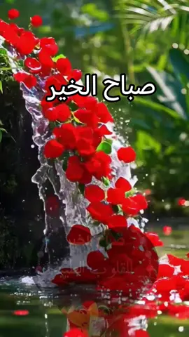 #صباح_الخير #💕💕💕 #اكسبلورexplore #مشاهير_تيك_توك #🌹🌹🌹🌹 #🌹🌹🌹 #🌹🌹🌹🌹 