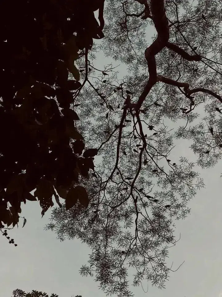 আমি মেয়েদের সাথে লড়াই করি না, মেয়েরা তো ফুলের মতন তাদের সৃষ্টি ভালোবাসার জন্য,নয় কষ্ট দেওয়ার বা রণক্ষেত্র গড়ার। তারা হাসলে বসন্ত নামে হৃদয়ে,চোখ ভিজলে নামে বৃষ্টির মতো বেদনায়। আমি কেবল দূর থেকে দেখি,ভালোবাসার এক চুপচাপ প্রহর নিয়ে বেঁচে থাকি। অনেকেই বুঝে না ওদের নরম মন,কথায় আঘাত দেয়, ভাঙে নিরবে গড়া স্বপ্ন। আমি তেমন নই...আমি মেয়েদের সাথে লড়াই করি না— কারণ আমি জানি,সবচেয়ে বেশি কাঁদে ওরাই,যারা সবচেয়ে বেশি ভালোবাসে! তবুও মাঝে মাঝে ভাবি,যদি কেউ থাকত, আমার পাশে দাঁড়িয়ে— একটা হাত বাড়িয়ে বলত, 