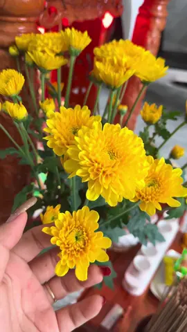 Hộp 50 Gói nước dưỡng hoa tươi lâu#emkieutaphoa #nuocduonghoatuoilau #nuocduonghoa 