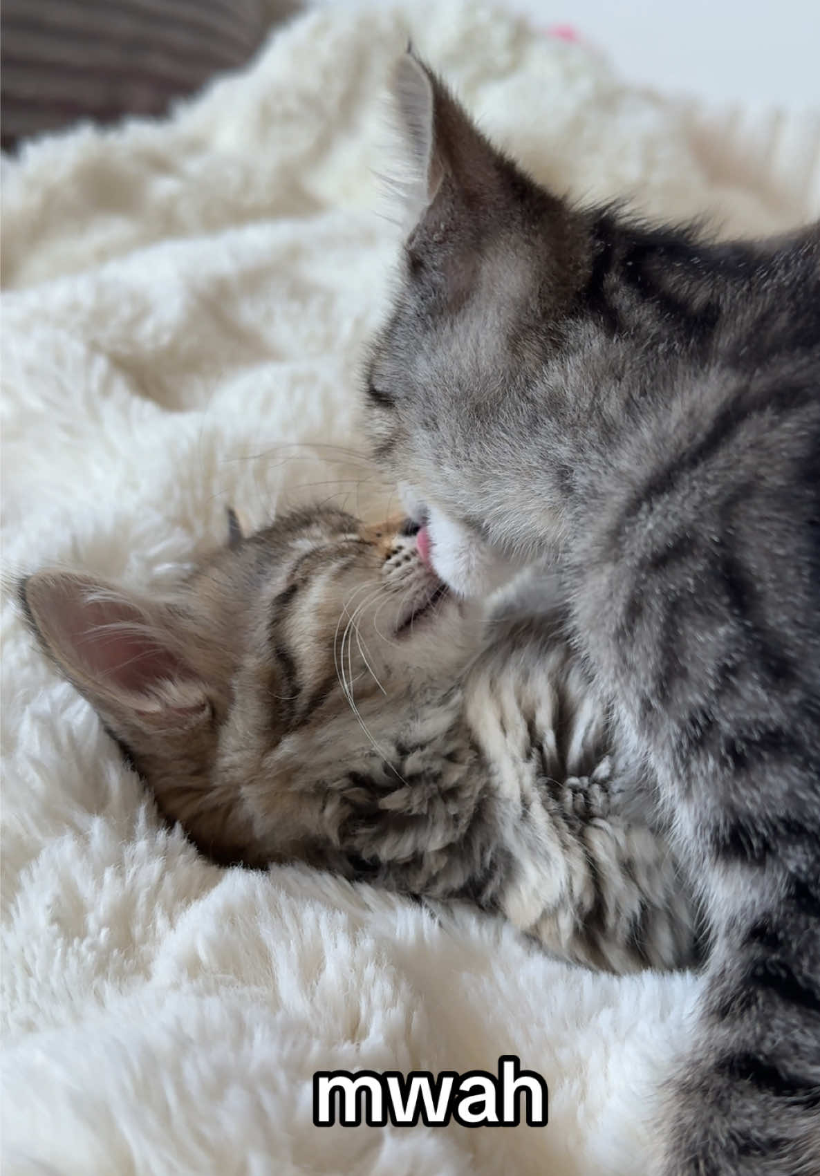 little kittens kiss each other #kitty #kitten #kittens #cat #catsoftiktiok 