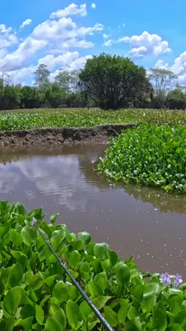 Banyak lagi peluang strike tapi panasnya ampun ketua !! #castingfishing🎣 #fishing #snakehead #haruanhunter #castingharuan #Alhamdulillah #fypmancing #fypp 