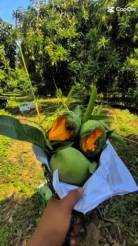 petanii mangga🙄🙄🙄