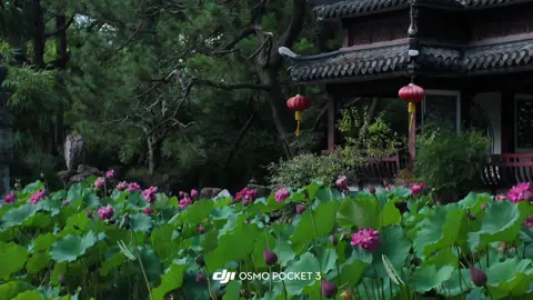 🪷 Ở Vườn Dự Viên - Thượng Hải #canhdeptrunghoa #phonghoatuyetnguyet #phonghoaphtn #cophong #tamtrang #suutam #tieuhongthu #sen #hoa #hoasen #lienhoa #vuonduvien #thuonghai 