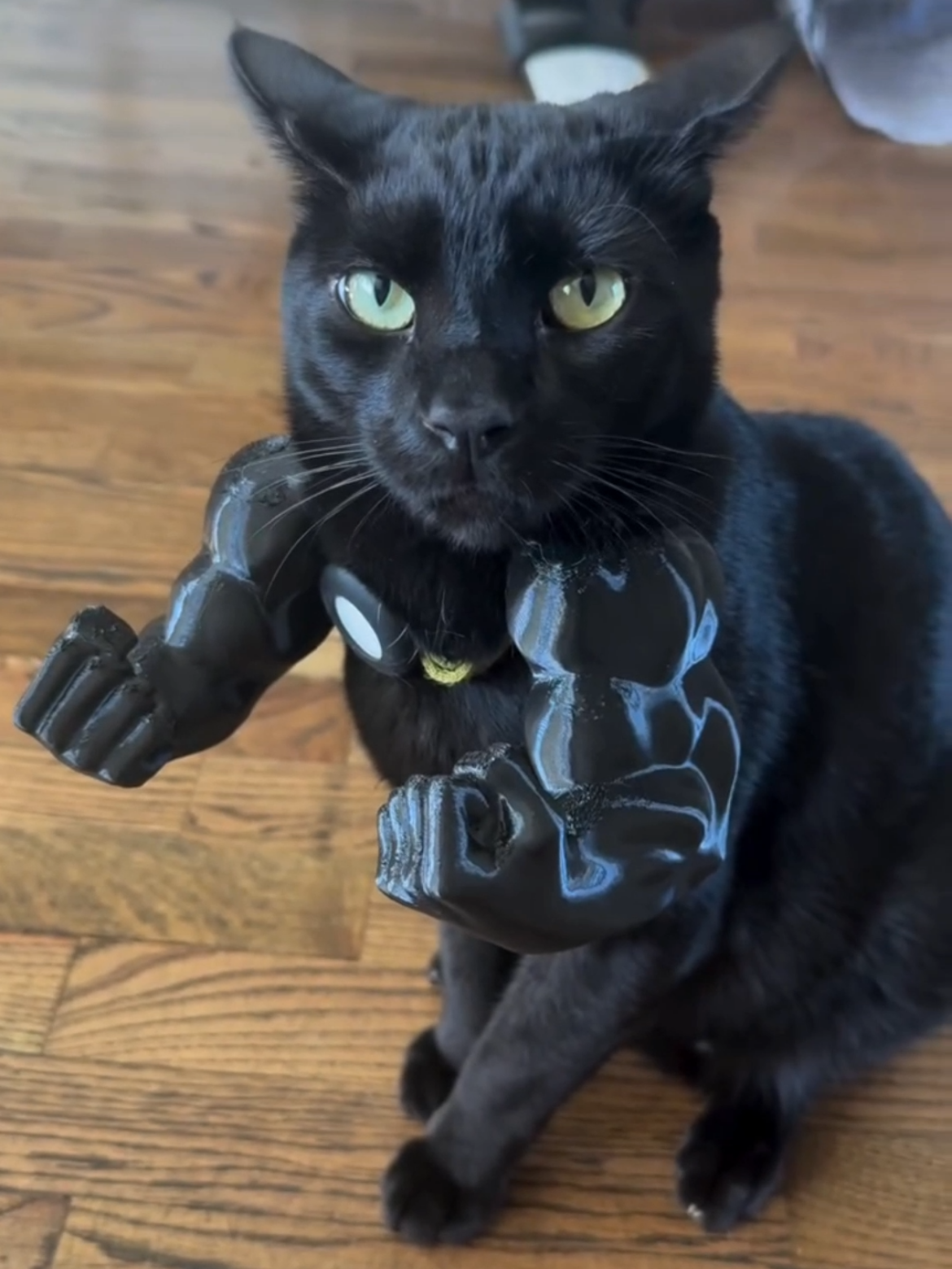 My Cats Been Hitting the Gym 😂