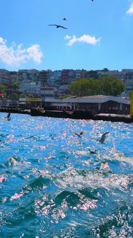 اغنية تركيا هوا سندان سیوندان hava sondan Şu andan#بدون_موسيقي #اغاني#تركيا🇹🇷اسطنبول #صباح_الخير #مالي_خلق_احط_هاشتاقات 