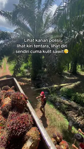 Syukuri aja lah😇#fyp #kulisawit #pemuatsawit 