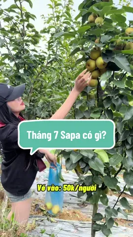 Sapa tháng 7 mùa lúa xanh mướt, mùa hoa quả chín ngọt lịm… #combosapa #thoitietsapa #Litotravel  #sapathang7 