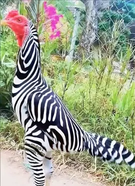 Viral ayam jago yang memiliki warna seperti hewan zebra  #fyp #chicken #ayam #viral #reels #unik 