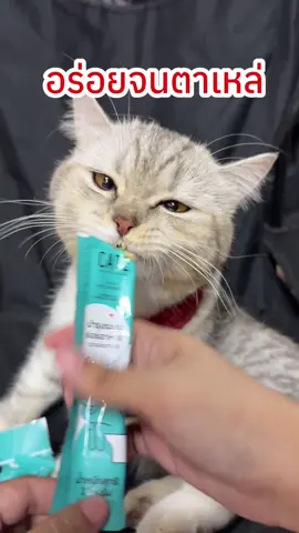 ลูกอิ้วชอบมากก #เจ้ส้มซีอิ๋ว #cateforcat #แค่มีเคทเหมียวก็มา #เคทวิตามินแมวเลีย 