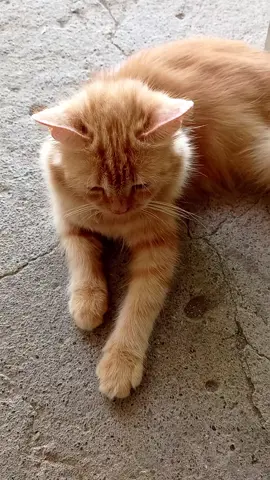 my catmical romance #helena #mcr