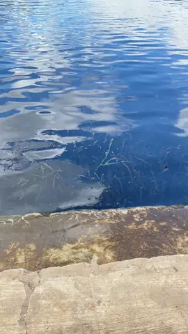 Kapan lagi bisa menikmati keindahan danau toba seperti ini🤤. Ayo yang mau liburan ke: - Berastagi🗻🏕️ - ⁠Danau toba🏝️🏔️ - ⁠Samosir⛲️⛰️ Antar jemput bandara/airport Kualanamu & Silangit ✈️ Untuk pemesanan bisa langsung  Chat ke whatsapp📞 : 083165782629#fyp #fypviralシ #fyppppppppppppppppppppppp #paepira #paepiralakeside #danautoba #danautobasamosir #danautobasumut #wisatadanautoba #malaysia #tripmalaysia #tripmedan #malaysiatrip #malaysia #malaysian #malaysiamadani #malaysianupdate #malaysiafood #malaysiaboleh #malaysiantiktok #malaysiadihatiku #malaysiatiktok🇲🇾 