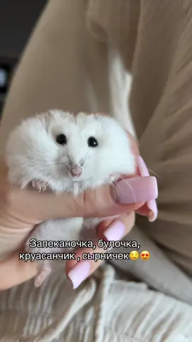 Но зовут его мазик (майонез)☺️ #домашниеживотные #питомцы #animals #джунгарик #хомяк #hamster #хомячок #хомячок 