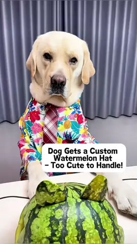Dog Gets a Custom Watermelon Hat – Too Cute to Handle! #shorts #dogsoftiktok #cutedog #funnyvideo #summervibes