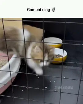 dibilang ga muat tpi maksa🗿 #meme #memes #kucing #lucu #ngakak #imut #fyp 