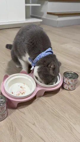 Hi-Diet อาหารแมวที่เด็กๆกินแซ่บ
่ถือได้ว่าช่วงนี้แฮปปี้ทั้งคนทั้งแมว คนก็แฮปปี้เพราะแมวกินแซ่บ ส่วนแมวก็แฮปปี้เพราะได้กิน Hi-Diet อาหารแมวที่อร่อยแถมโภชนาการสูง อัดสารอาหารมาแบบเต็มกระป๋อง ไม่ว่าจะเป็น เบต้ากลูแคน ที่ช่วยเรื่องการเสริมสร้างภูมิคุ้มกัน โฟลิคแอซิดที่ช่วยสร้างเซลล์เม็ดเลือด หรือไกลซีนที่ช่วยต้านอนุมูลอิสระ เทอาหารลงถ้วยเหมือนเทใส่หลุมดำ คือเทแล้วห้ามกระพริบตานะ เพราะอาหารหมดไวมากแบบ หายไปไหนก่อน เด็กๆกินเร็วกินแซ่บ  #HiDiet #ไฮไดเอท #โภชนาการขั้นสูงเพื่อสุขภาพแมวที่แข็งแรง #mergepet #อาหารแมวไฮไดเอท #อาหารเปียกแมว #อาหารแมว #อาหารเปียกแมวไม่เติมเเกลือ #ของดีบอกต่อ #Tiktokป้ายยา @Merge Pet 