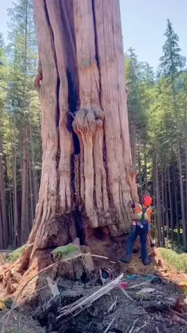 The logger removes the giant dead tree.#satisfying #tree #asmr #giant #oddlysatisfying #fyp 