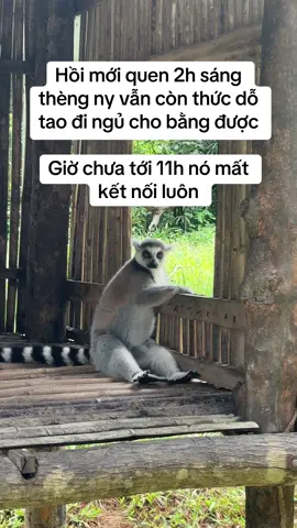 Chỉ toàn là lừa dối #GreenCreator #vinpearlgolf #Vinpearl #VinWonders #dulich #vcreator #WonderSummer2025 #vinpearlsafariphuquoc #animals #viral #yeudongvat #kingjulien #madagascar 