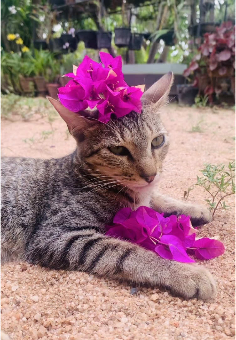 දැන් ඔක්කොම හරී 😌😁#gangsterrathne #rathne #mrpuru #ගැන්ග්ස්ටර්_රත්නේ #රත්නෙ #rathnecatsrilanka 