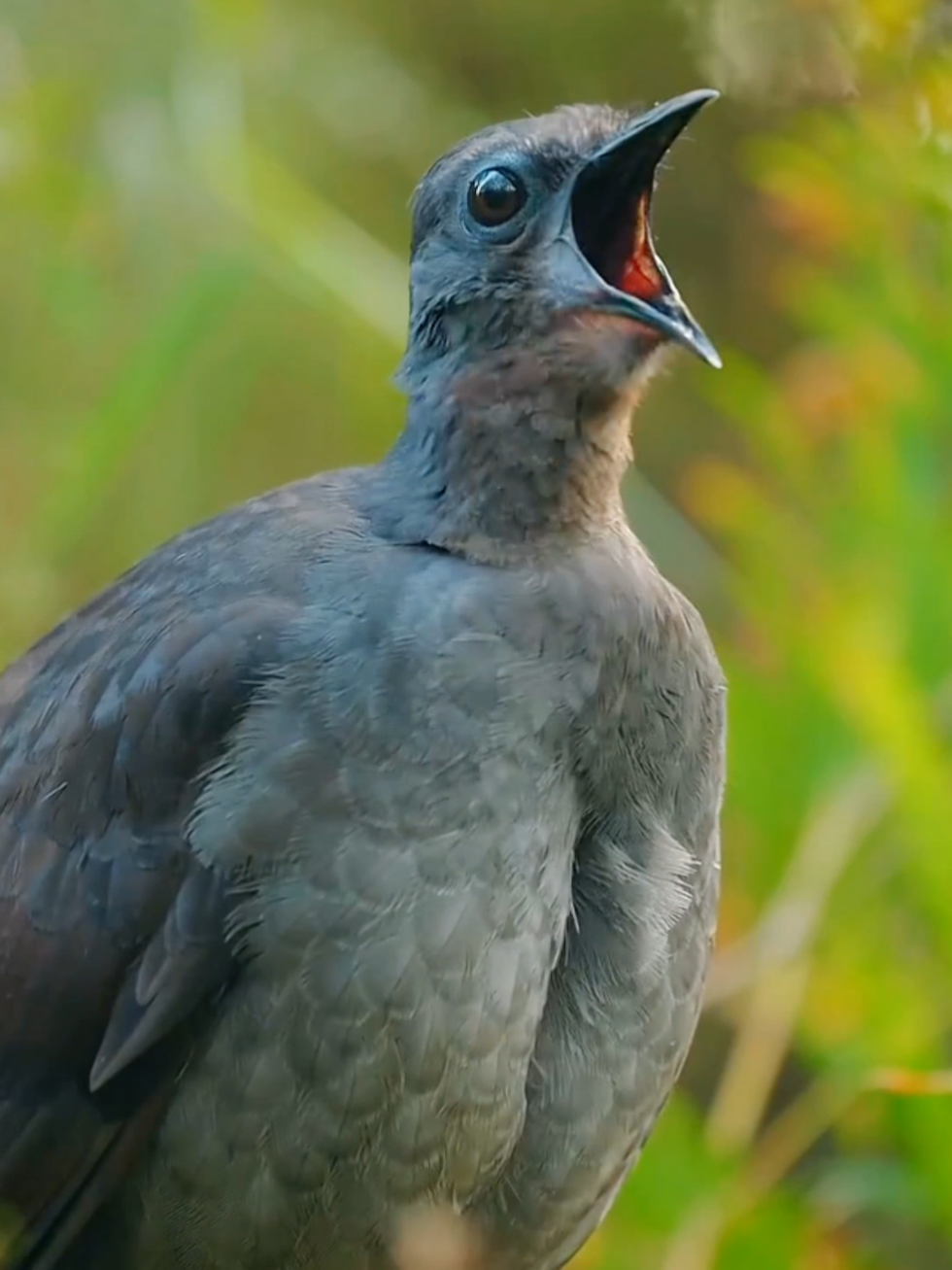 Wonderful sounds of nature #nature #animals #animalsworld #amazon #wildlife #foryoupage #fyp 