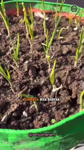 Ini alasan gagal terus tanam bawang putih !!! #bawangputih #garlic #berkebundirumah #berkebun #petanipasuruan #pekebunpasuruan #seriusnanam 