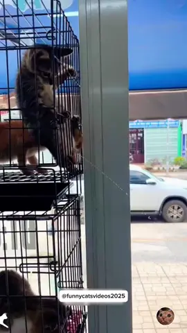 Cat poop and pee 💩😂 #funnycat #funnyanimals #funnypets #funny #funnyvideos #cat #kitten #kitty #kittensoftiktok #catlovers #cutecat #catsoftiktok #fyp #foryou #pourtoi 