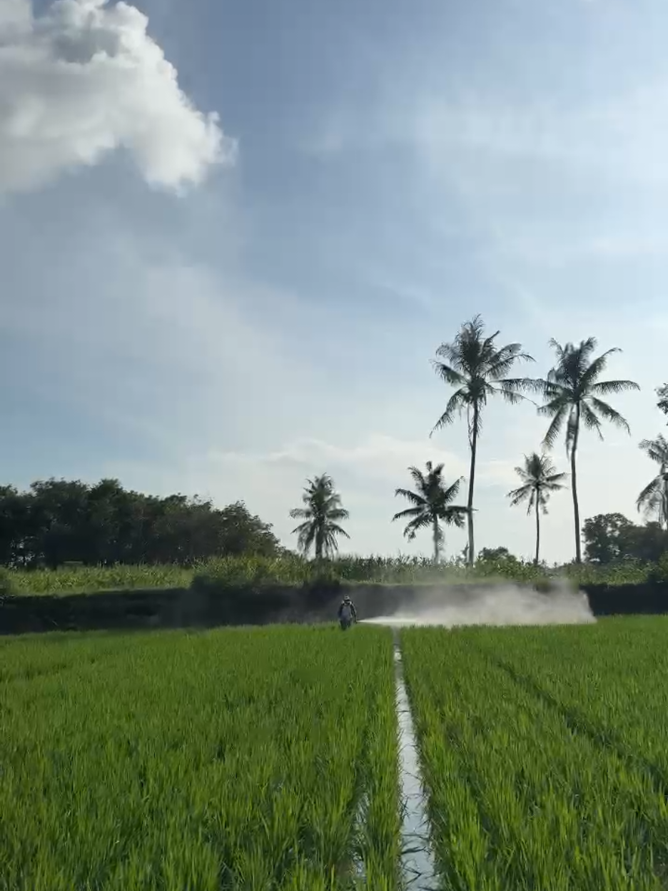 versi drone gendong🫣🫣🔥🔥🔥 #petanimuda #petanipadi #sprayerpertanian #modifthailand #petaniracing #fypシ゚ #fypage #fyppppppppppppppppppppppp 