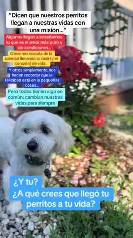Dicen que no es casualidad…. que ellos nos encuentran porque tienen una misión en nuestro corazón….  ♥️🐾…. Cuéntanos en tus comentarios: ¿qué vino a enseñarte oh a regalarte tu mascota?#nohabloporquesoyunperritoperoamo♥️♥️🐶 
