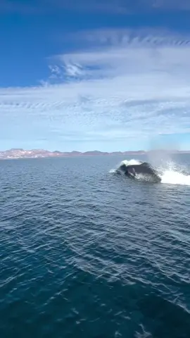 Orcas freedom #wonderfulocean 
