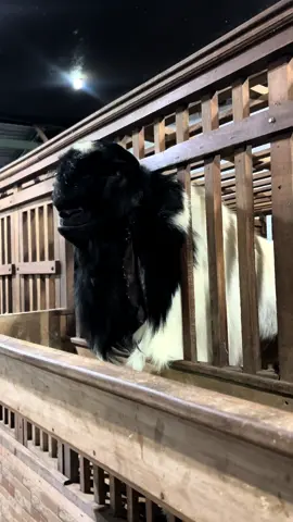 Santap malam 🍃 #kambingmonster #kambingextrem #kambingsuper #kambingjumbo #kambingbreeding #kambingkontes #kambingseni #kambingviral #kambingetawa #kambingetawasuper #kambingkaligesing #kambingterbaik #kambingterbesar #zarafarm #zarafarmsolo 